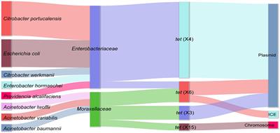 Occurrence and Molecular Characterization of Abundant tet(X) Variants Among Diverse Bacterial Species of Chicken Origin in Jiangsu, China